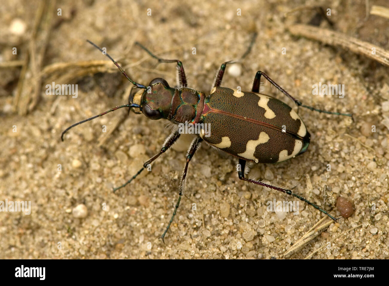 dune tiger beetle (Cicindela hybrida), on sand, Netherlands Stock Photo