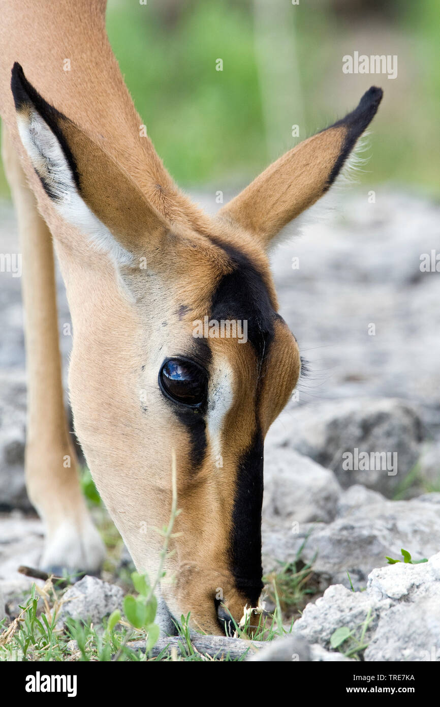 Black Faced Impalas High Resolution Stock Photography and Images - Alamy