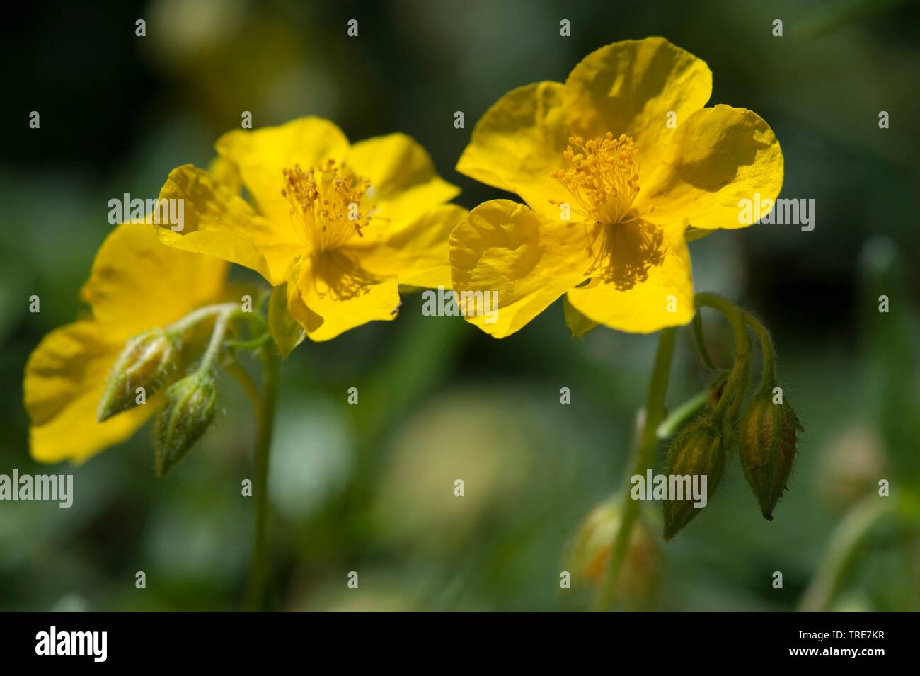 Helianthemum nummularium subsp. obscurum (Helianthemum nummularium subsp. obscurum), blooming, Germany Stock Photo