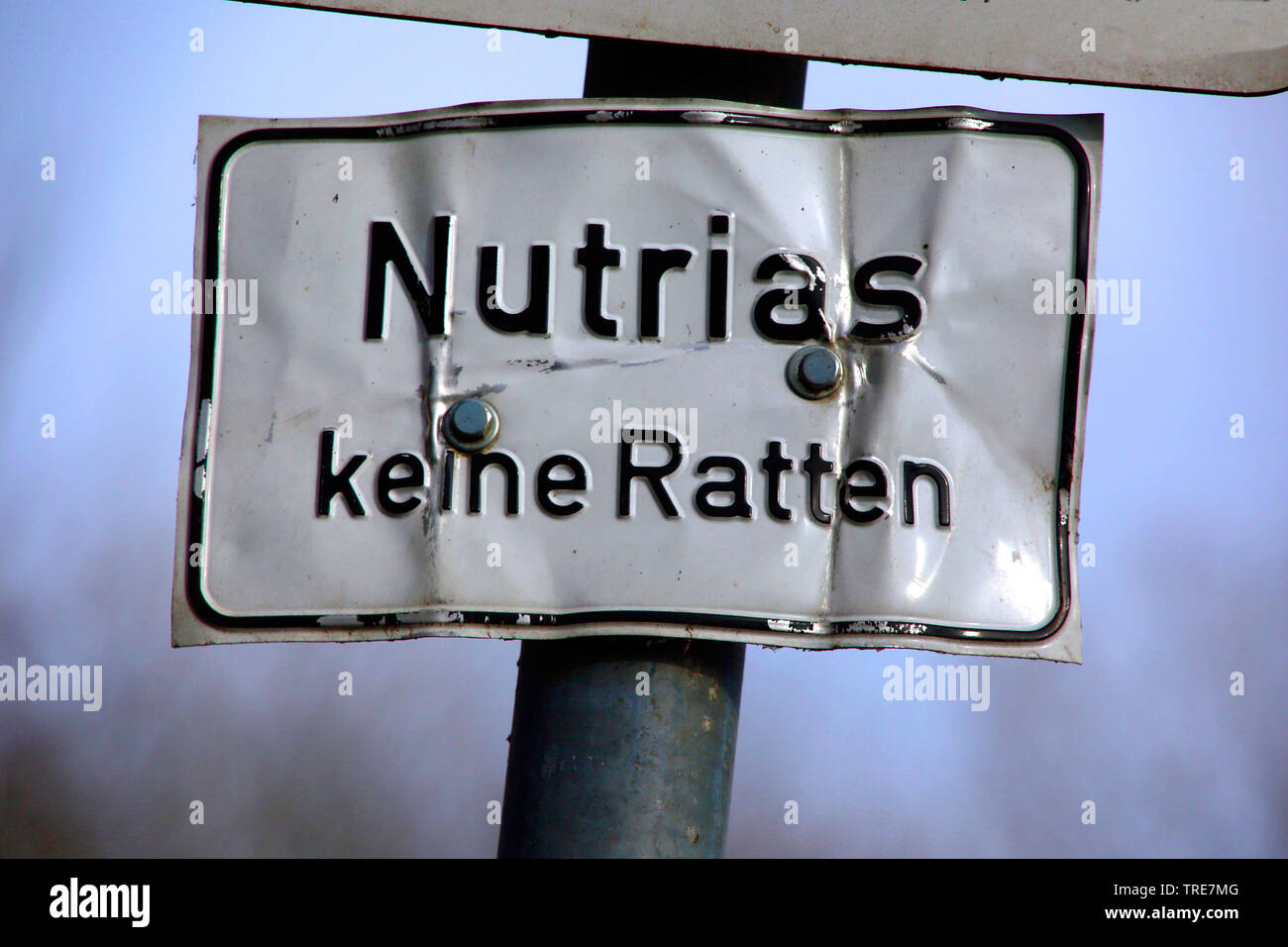 coypu, nutria (Myocastor coypus), Information sign coypus - no rats, Germany, North Rhine-Westphalia Stock Photo