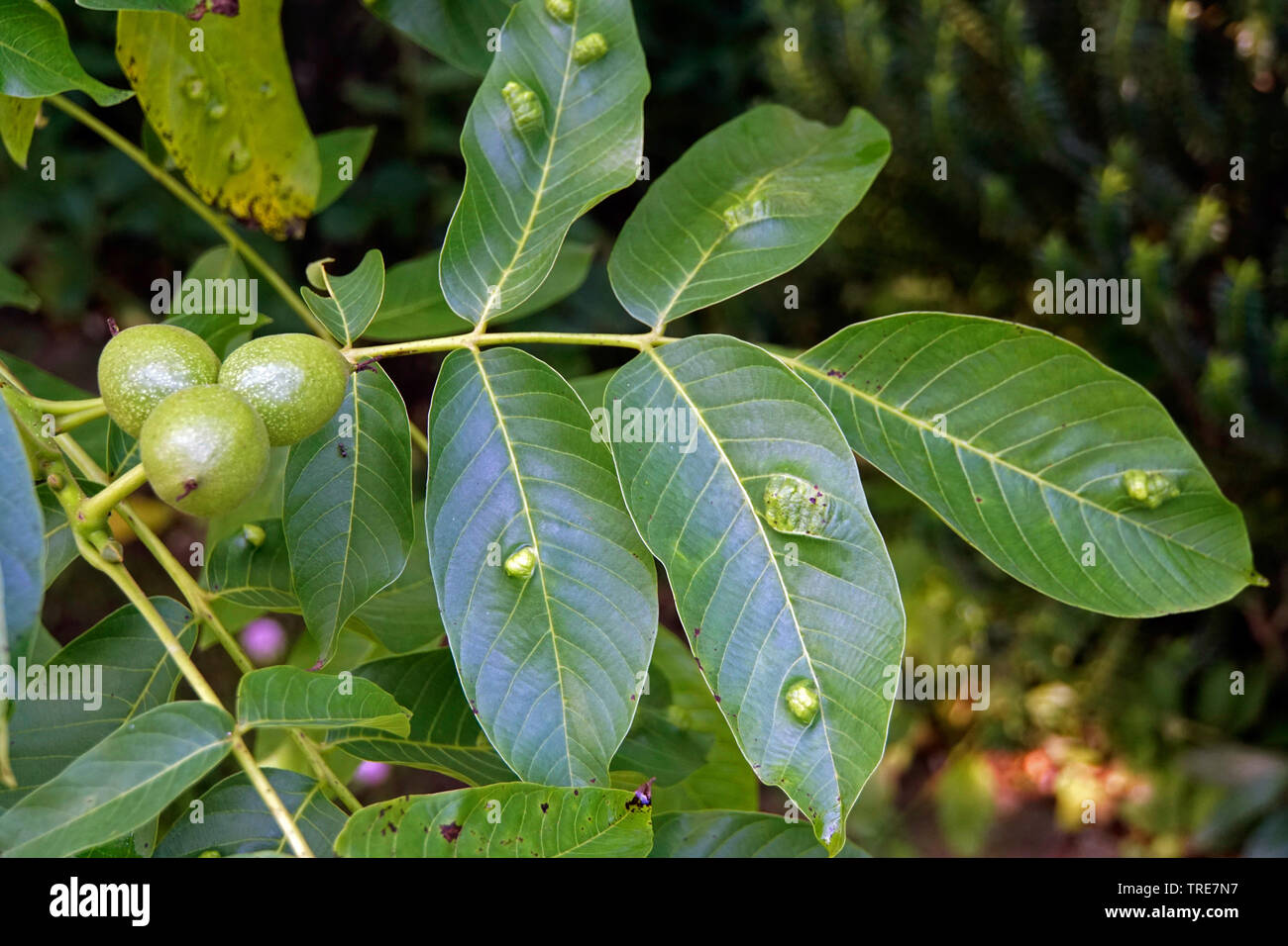 walnut leaf gall mite, Persian walnut leaf blister mite (Aceria tristriatus, Eriophyes erineus), galls on a walnut leaf , Germany, North Rhine-Westphalia Stock Photo