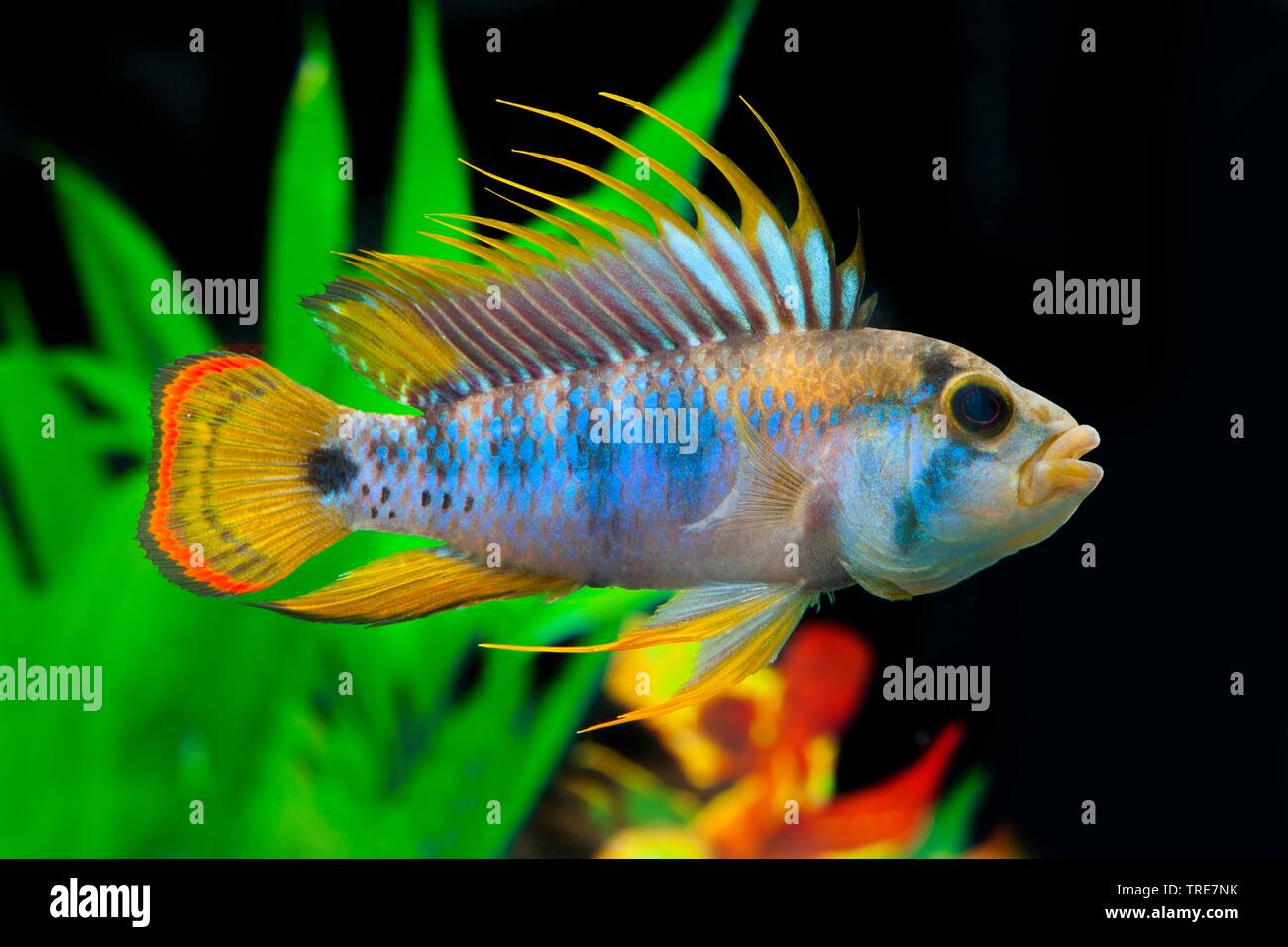 cichlid (Apistogramma baenschi Inka), breed Inka Stock Photo