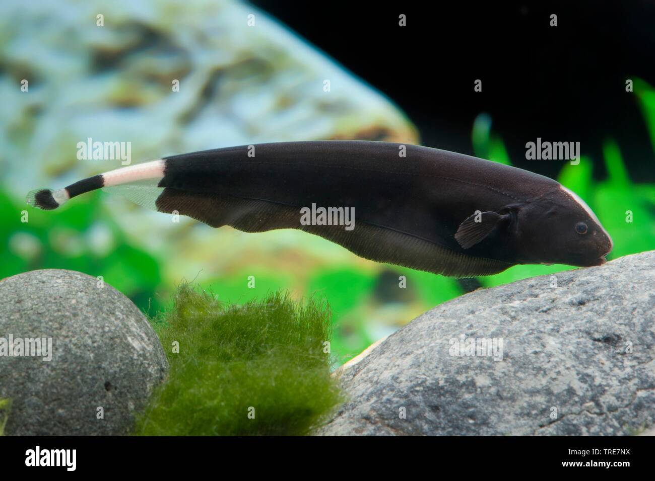 Black Ghost; Nagpie Knifefish (Apteronotus albifrons) Stock Photo