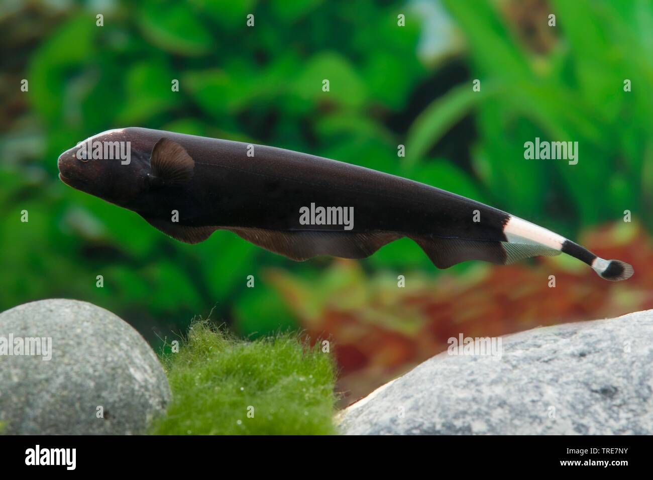 Black Ghost; Nagpie Knifefish (Apteronotus albifrons), in aquarium Stock Photo