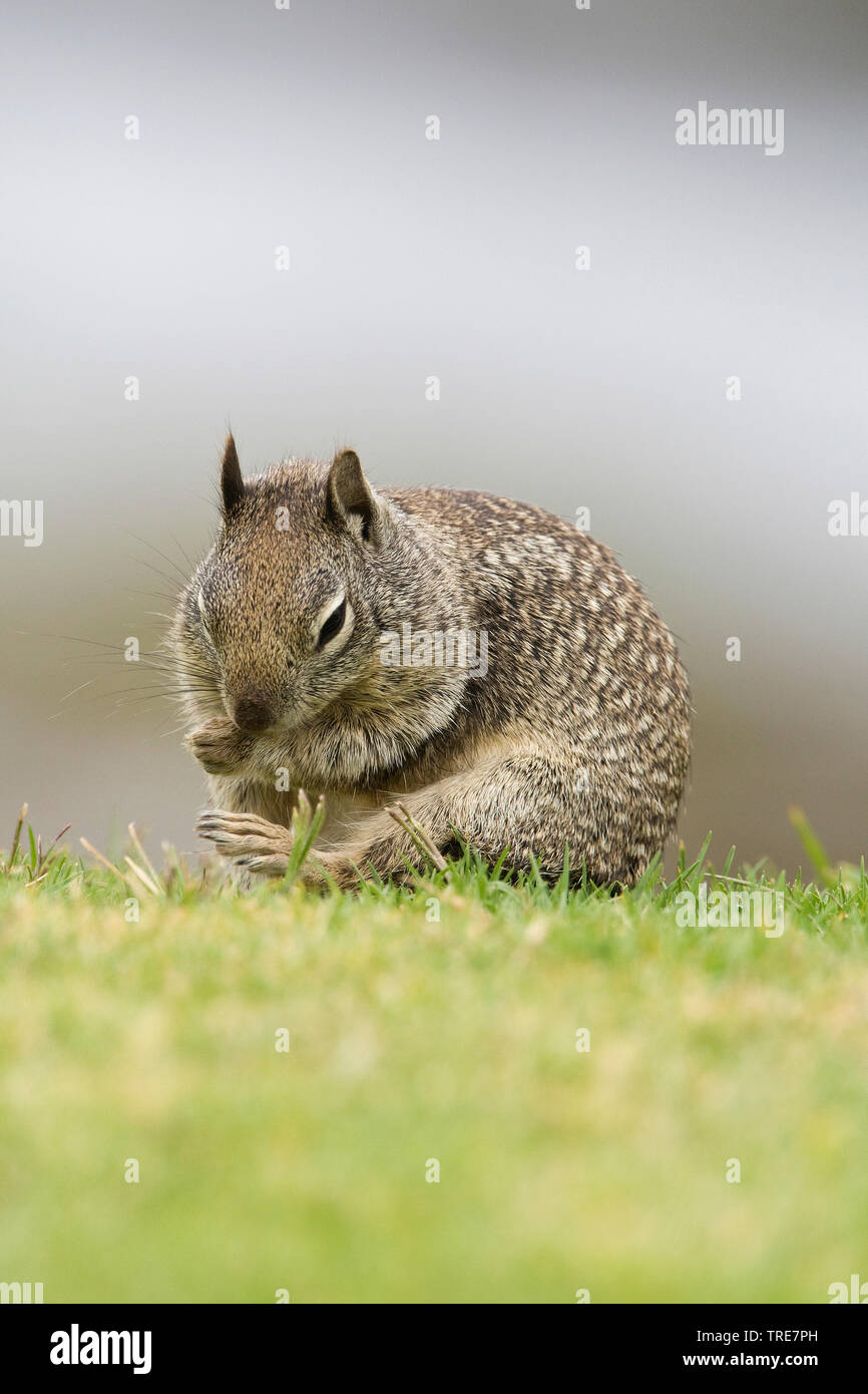 Beechey's ground squirrel, Californinan ground squirrel (Spermophilus beecheyi), at grassfield grooming, USA, California Stock Photo