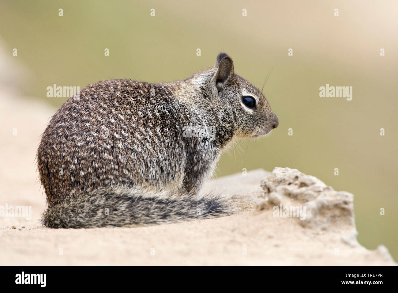 Beechey's ground squirrel, Californinan ground squirrel (Spermophilus beecheyi), sitting on wall, USA, California Stock Photo