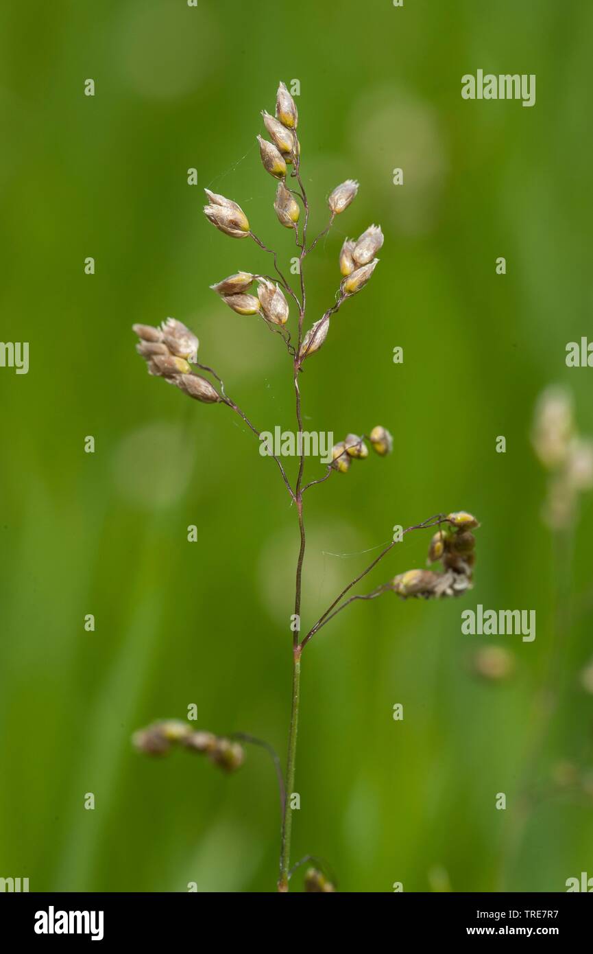 seneca grass, vanilla grass, holy-grass, buffalo grass, holy grass (Hierochloe odorata), panicle, Germany Stock Photo