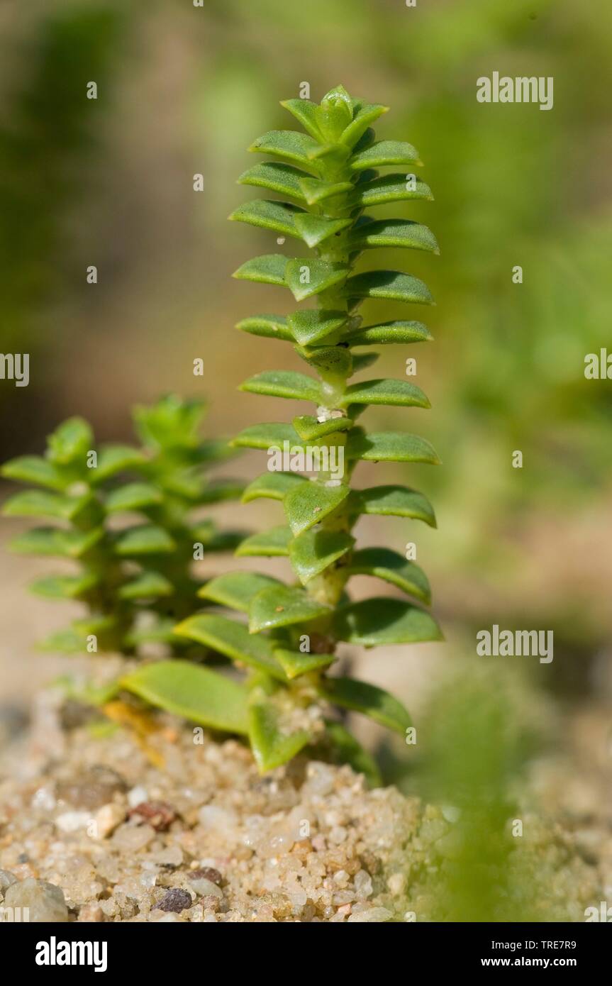 sea sandwort, sea chickweed (Honckenya peploides), Germany Stock Photo