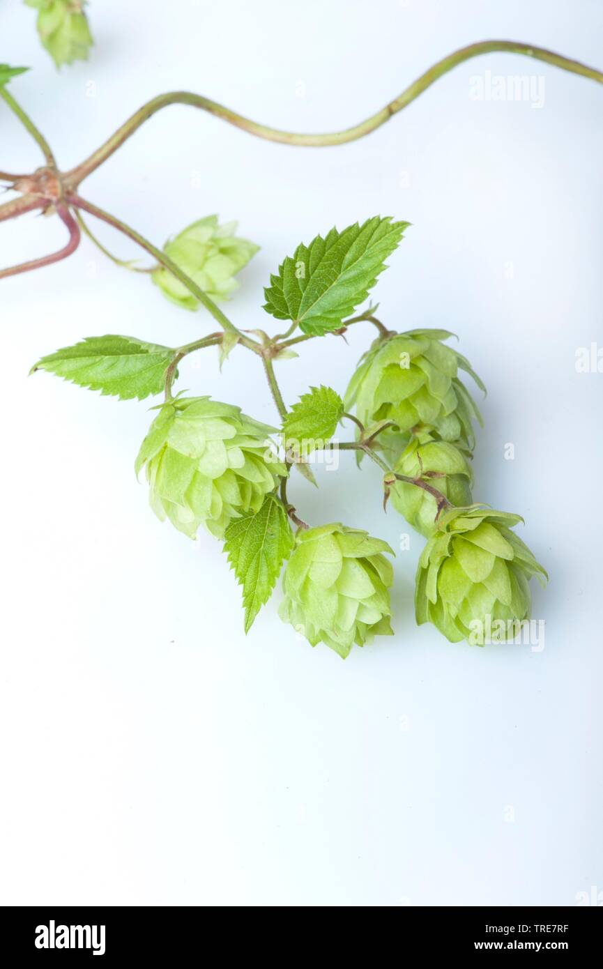 common hop (Humulus lupulus), hop fruits, cutout Stock Photo