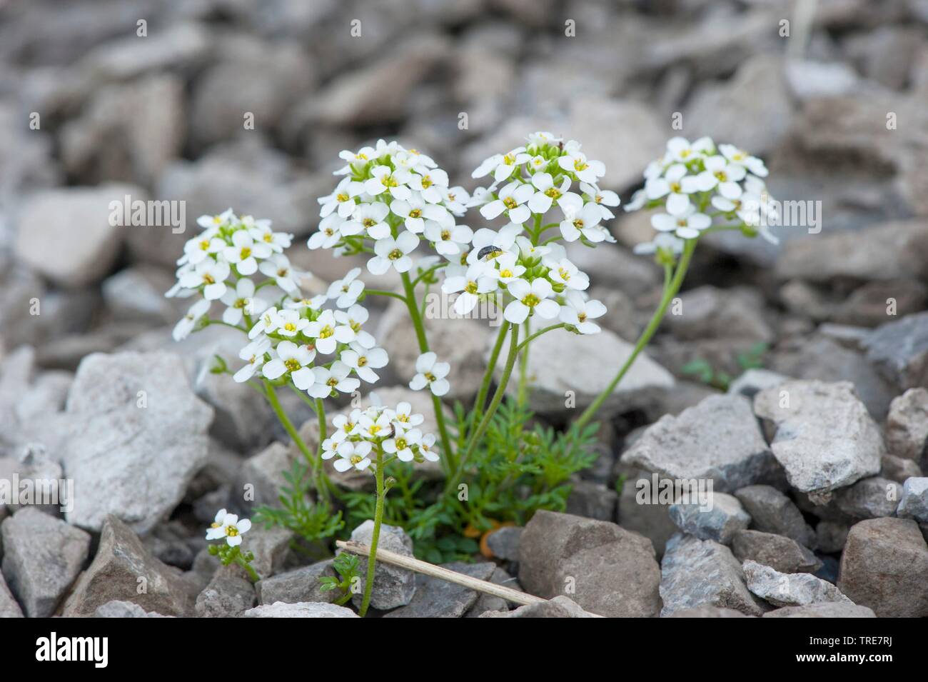 Chamois Cress, Chamois Grass (Hornungia alpina, Pritzelago alpina, Hutchinsia alpina, Iberidella alpina), blooming, Austria Stock Photo