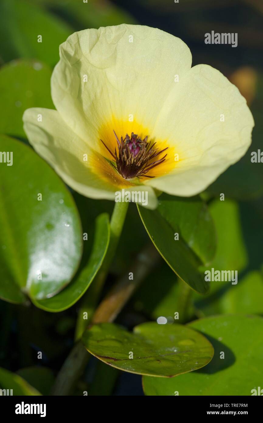 water poppy (Hydrocleys nymphoides), flower Stock Photo