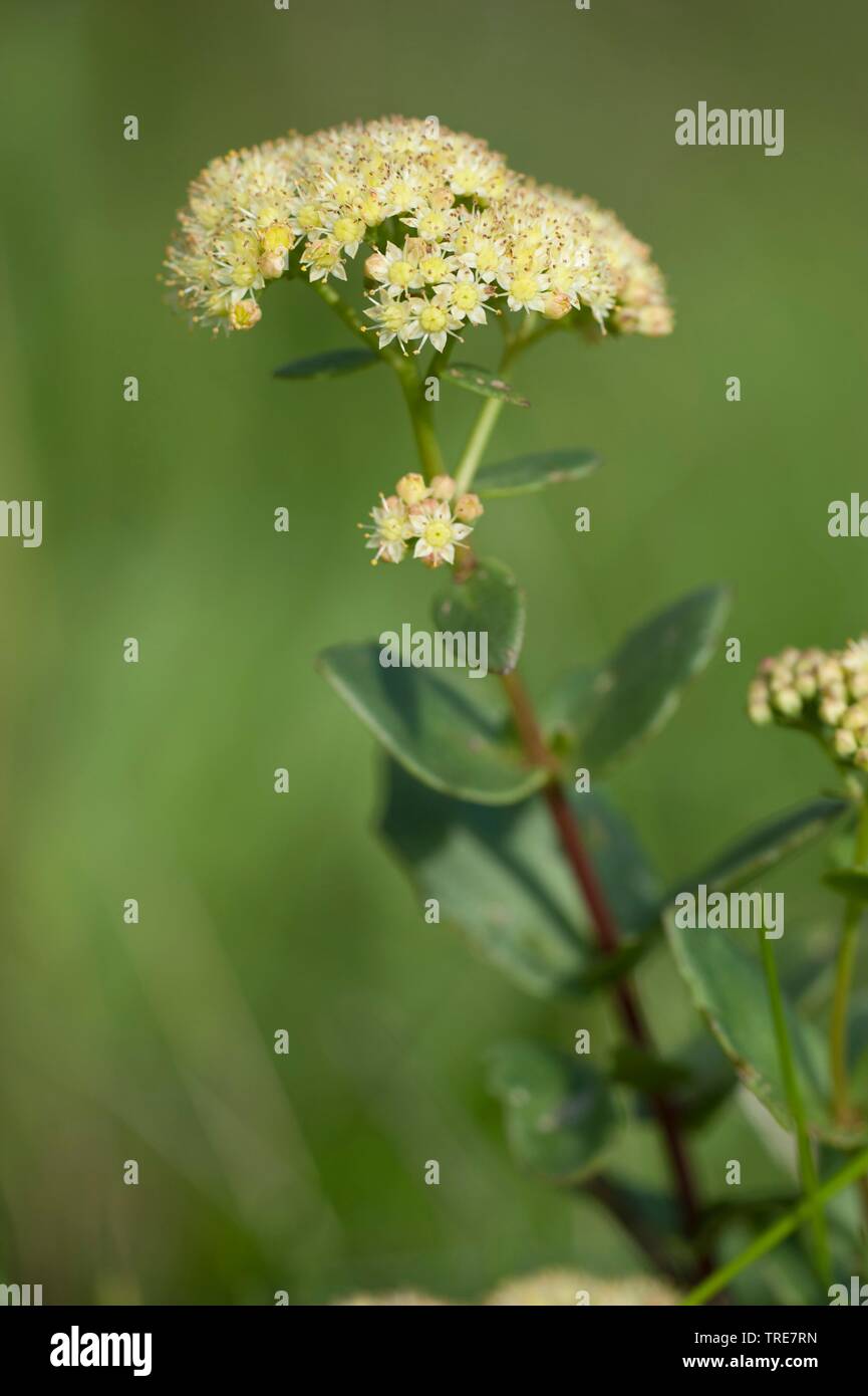 stonecrop (Sedum maximum, Hylotelephium maximum), blooming Stock Photo