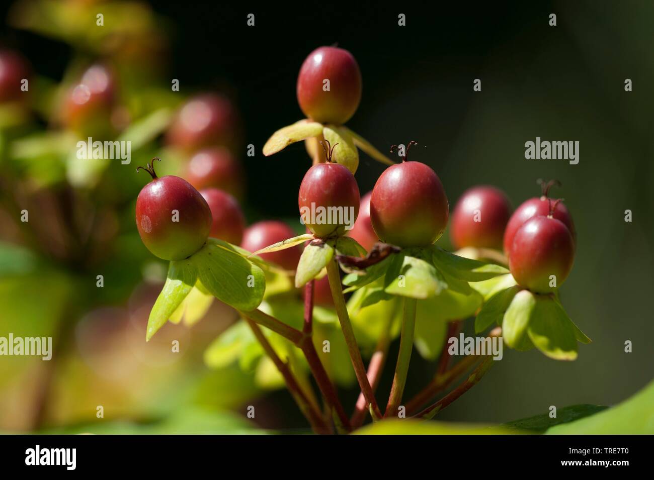 Tutsan (Hypericum androsaemum), fruiting Stock Photo