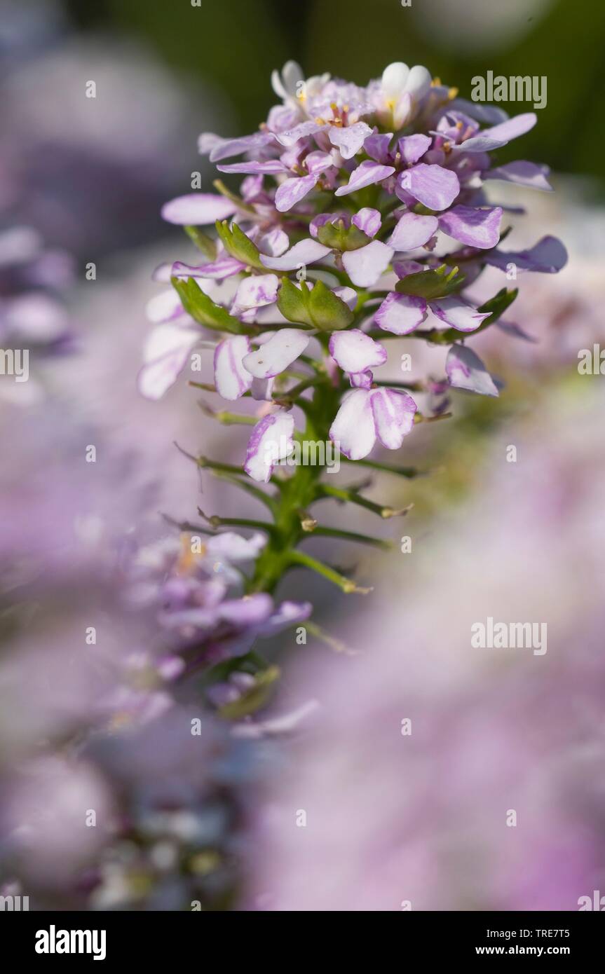 Boppard Candytuft (Iberis linifolia ssp. boppardensis), blooming, Germany Stock Photo