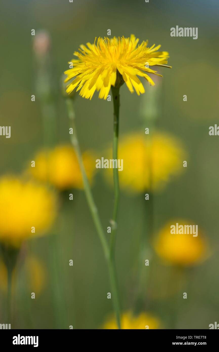 Cat's ear, Spotted cat's ear, Gosmore, Hairy cat's ear, Spotted cat's