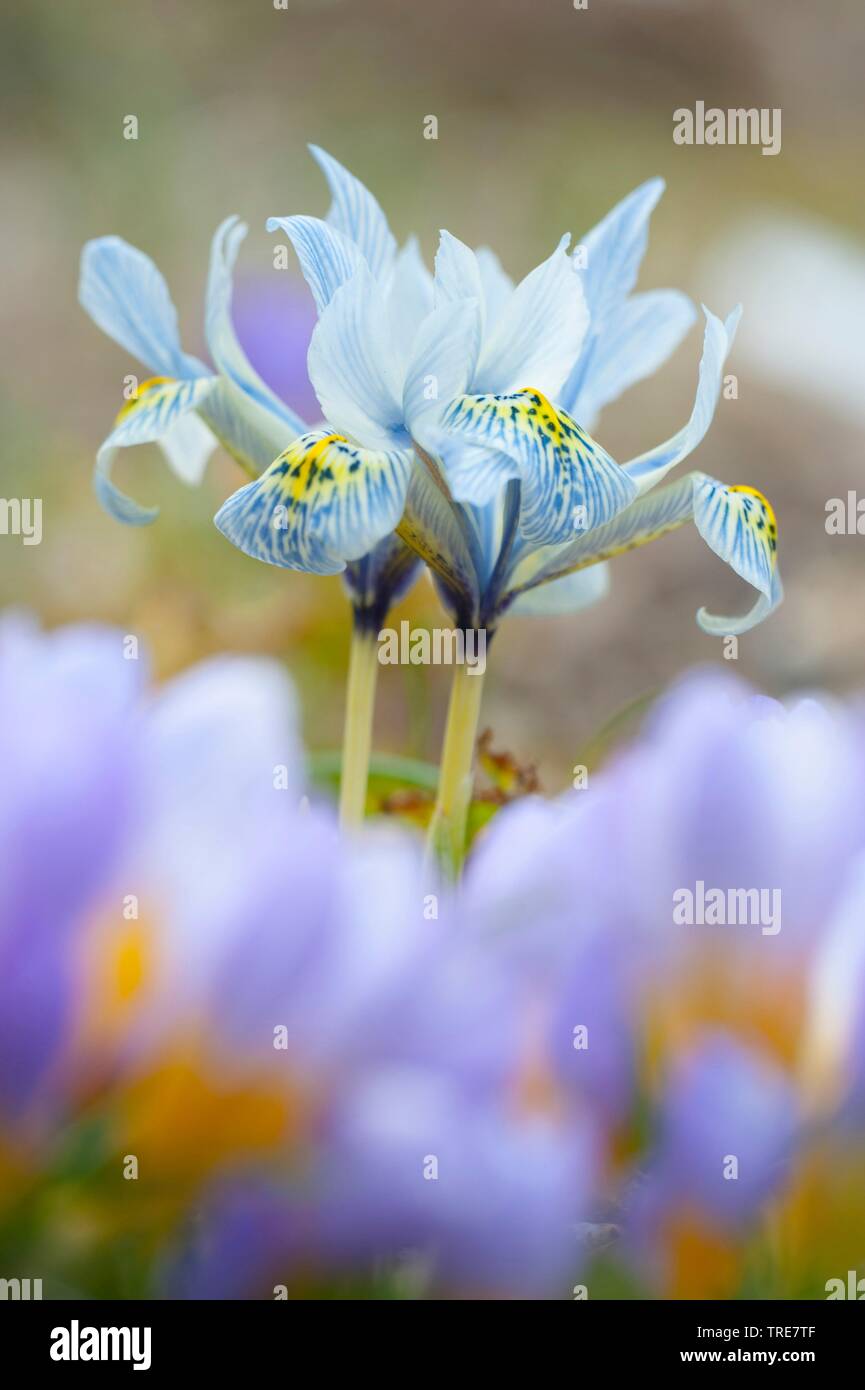 Katherine Hodgkin Iris (Iris histrioides x Iris winogradowii), flowers Stock Photo