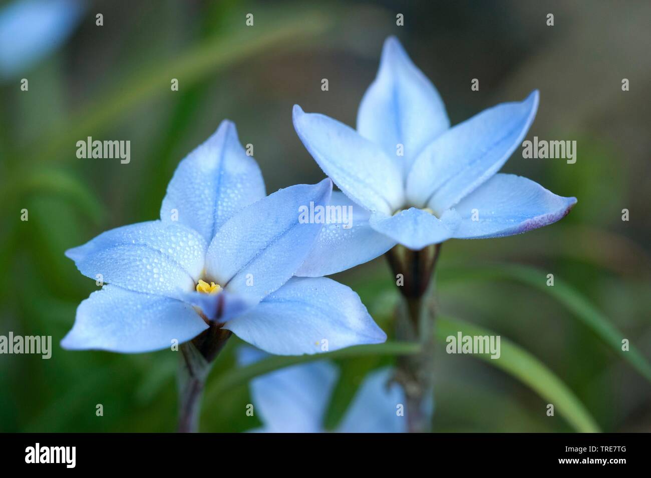 Spring Starflower (Ipheion uniflorum), blooming Stock Photo