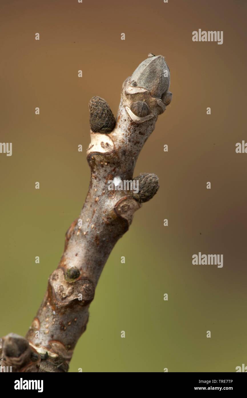 walnut (Juglans regia), twig with buds Stock Photo
