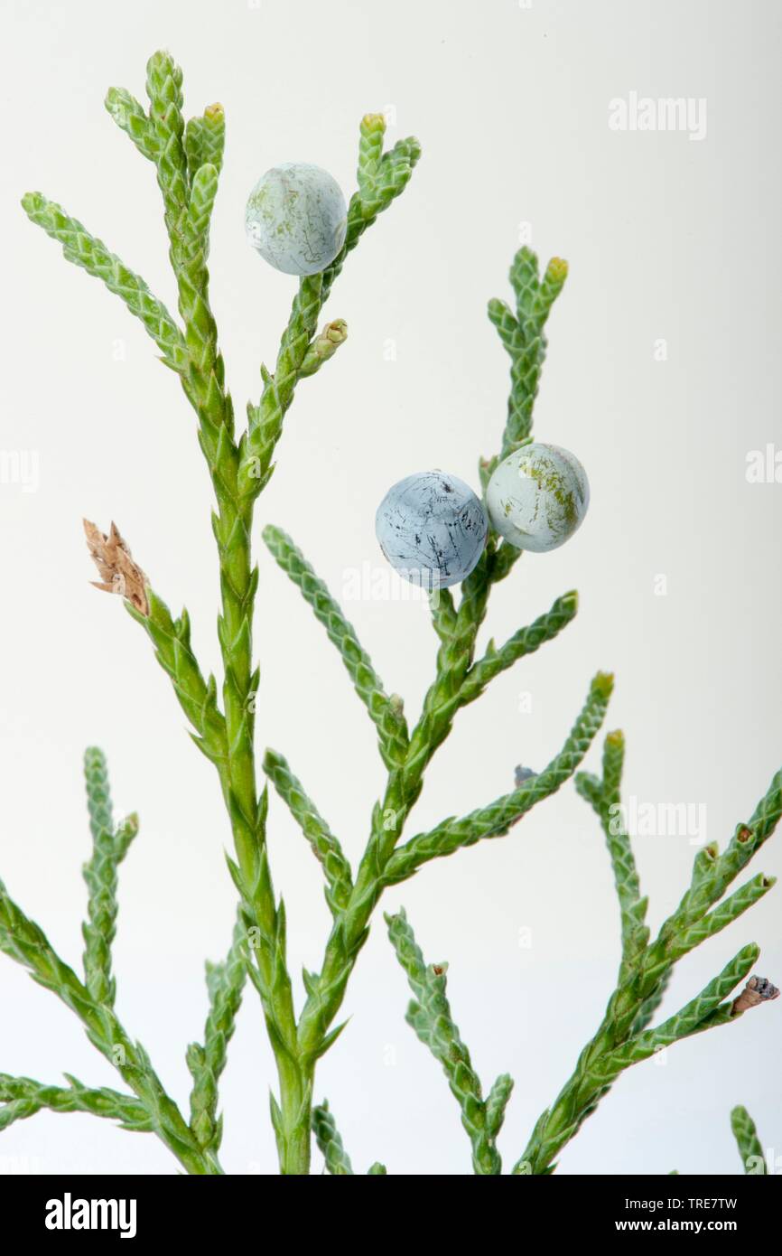 Chinese juniper (Juniperus chinensis), branch with cones Stock Photo
