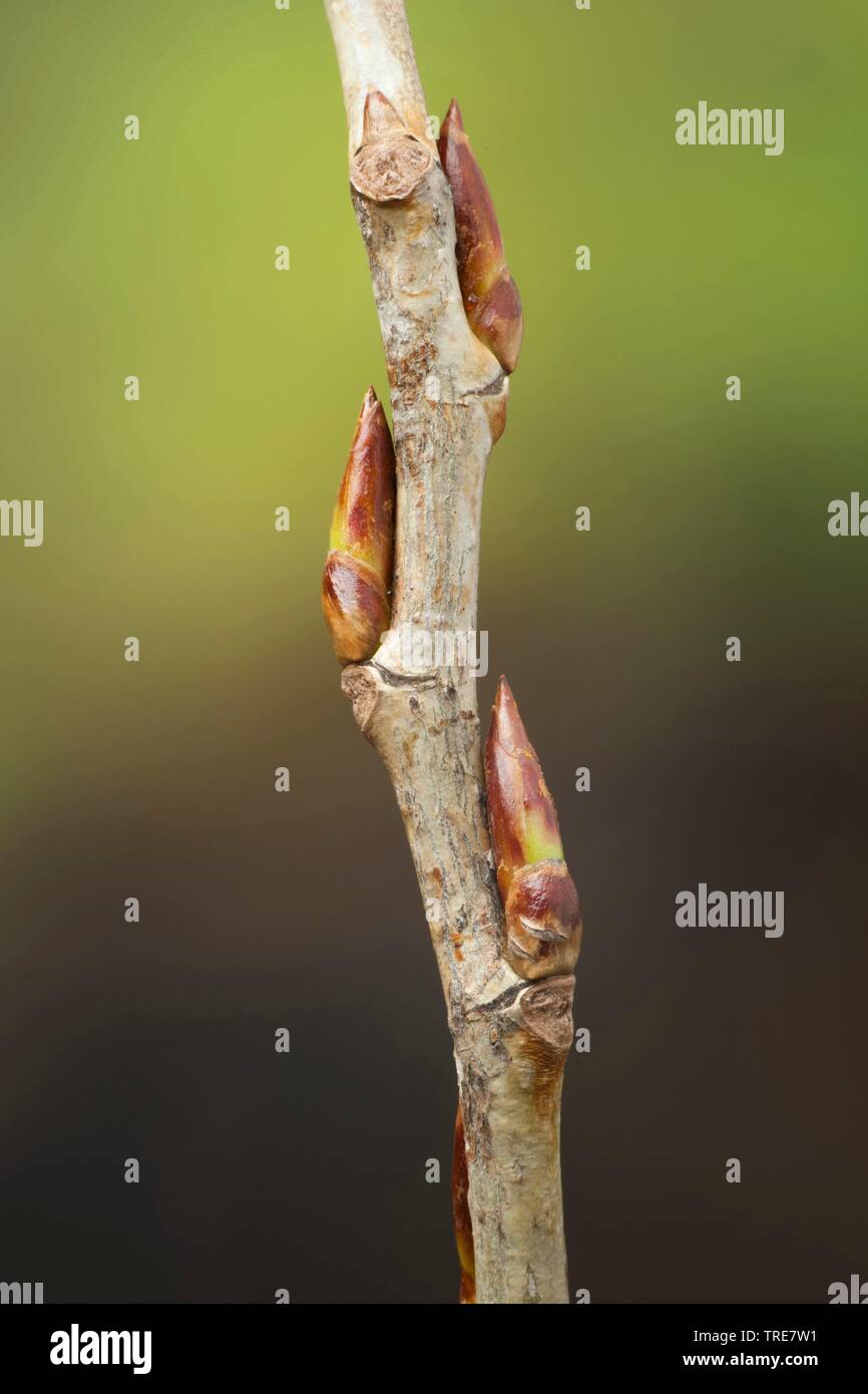 black poplar, balm of gilead, black cottonwood (Populus nigra), branch with buds, Germany Stock Photo