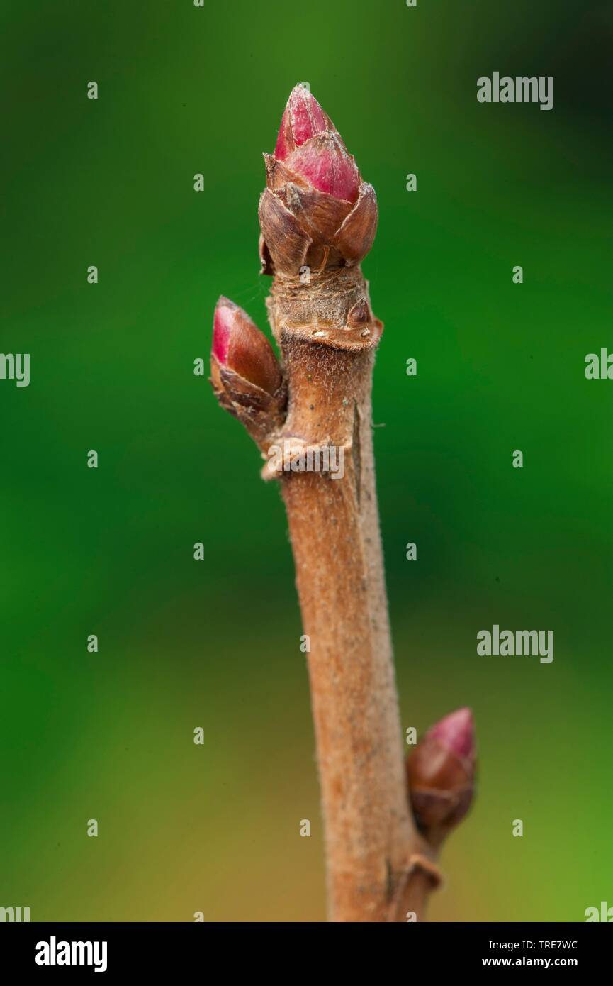 European black currant (Ribes nigrum), branch with buds Stock Photo