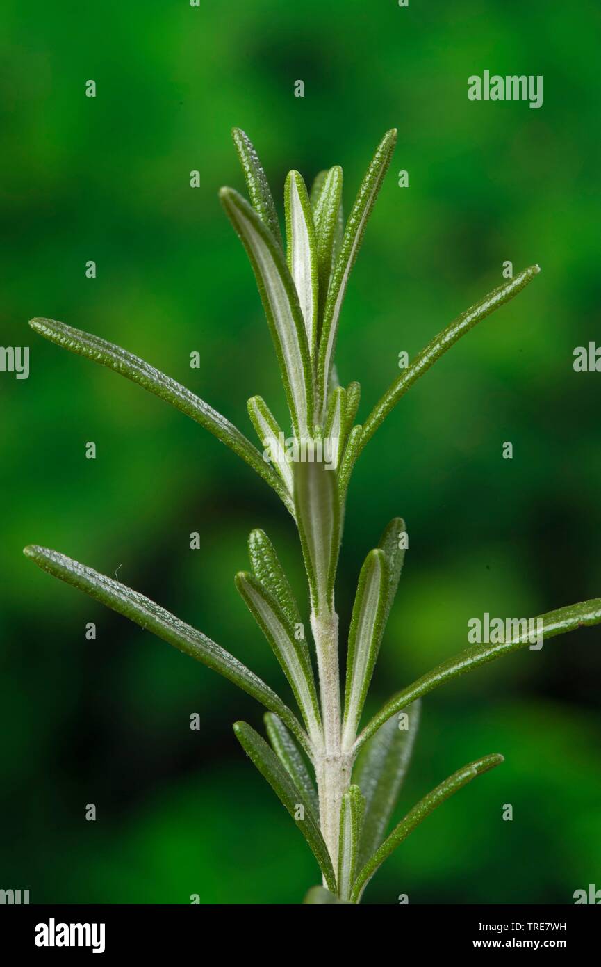 rosemary (Rosmarinus officinalis), twig with leaves Stock Photo