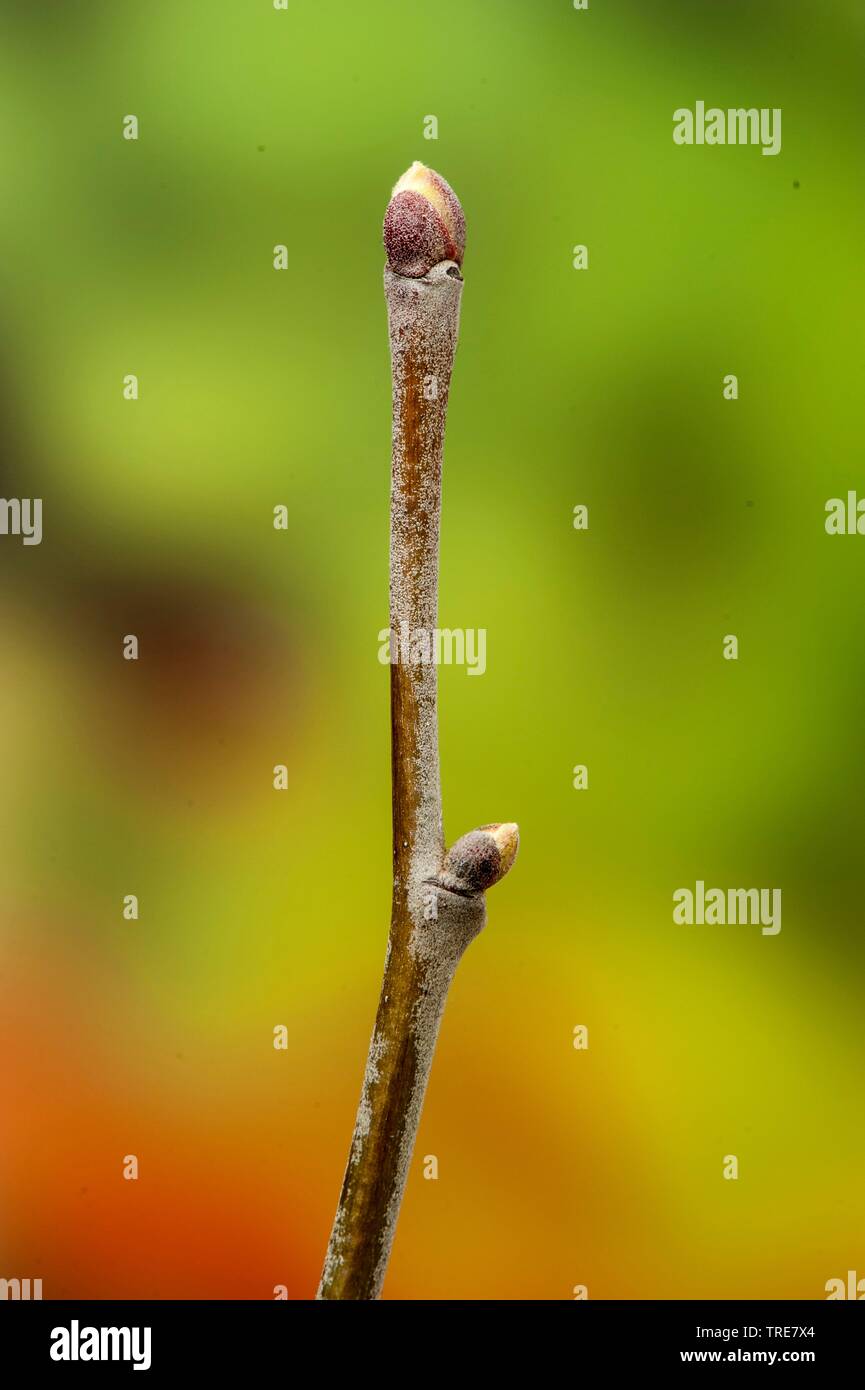 silver linden, silver lime (Tilia tomentosa, Tilia argentea), branch with buds Stock Photo