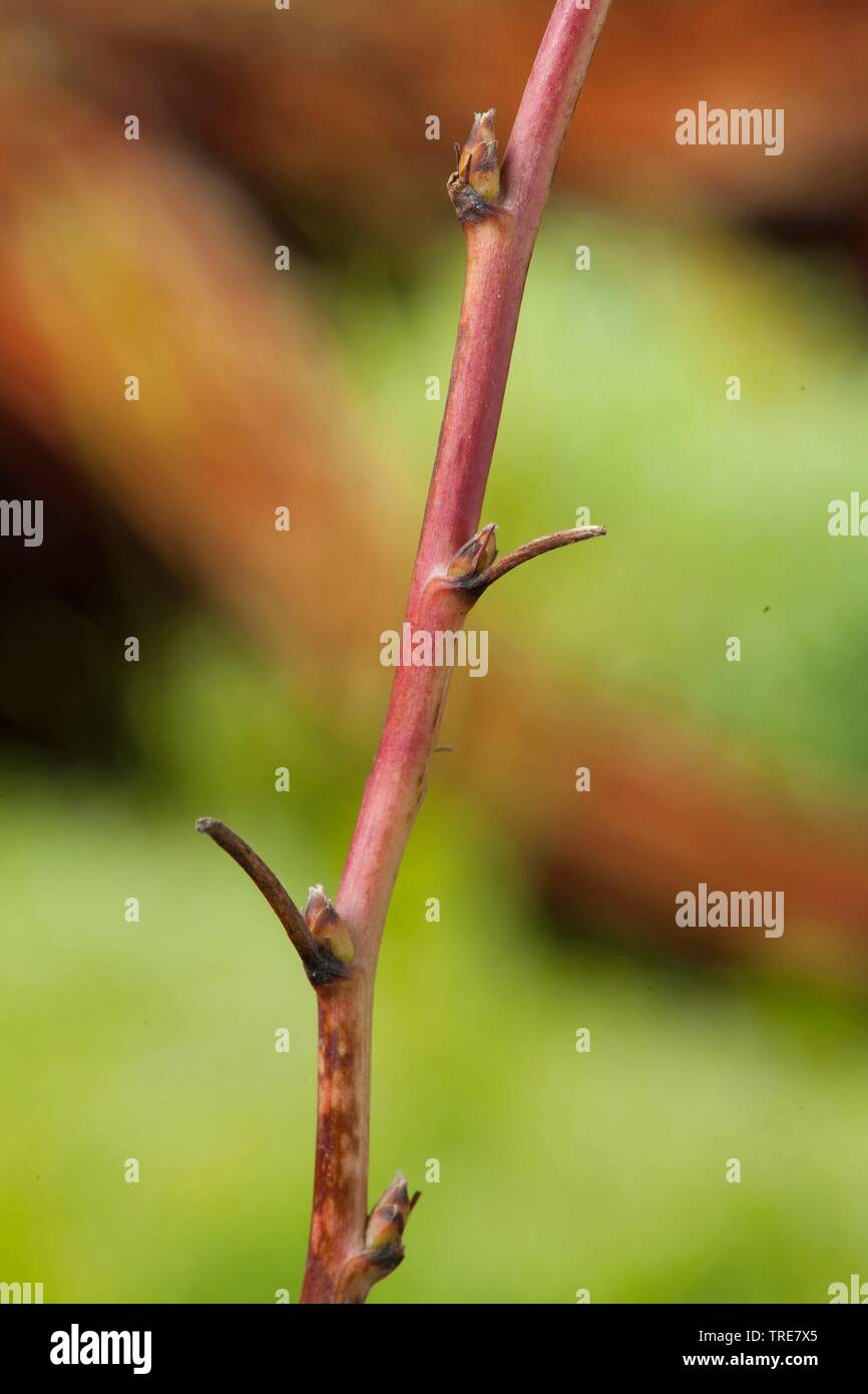 Raspberry Buds High Resolution Stock Photography and Images - Alamy