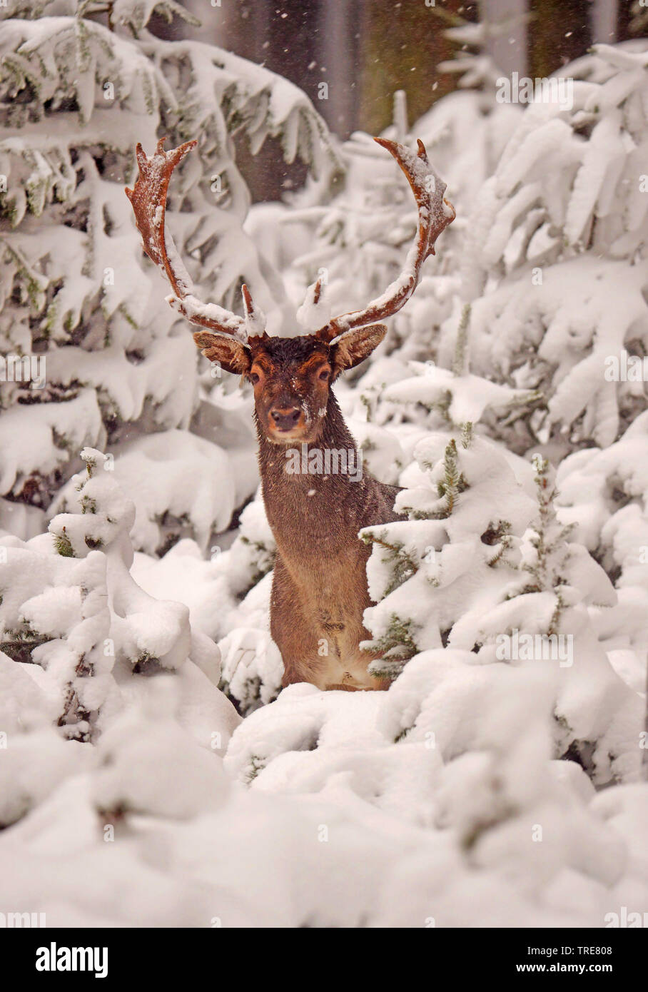 fallow deer (Dama dama, Cervus dama), fallow deer stag in a snowy winter forest, Denmark, Klampenborg Stock Photo