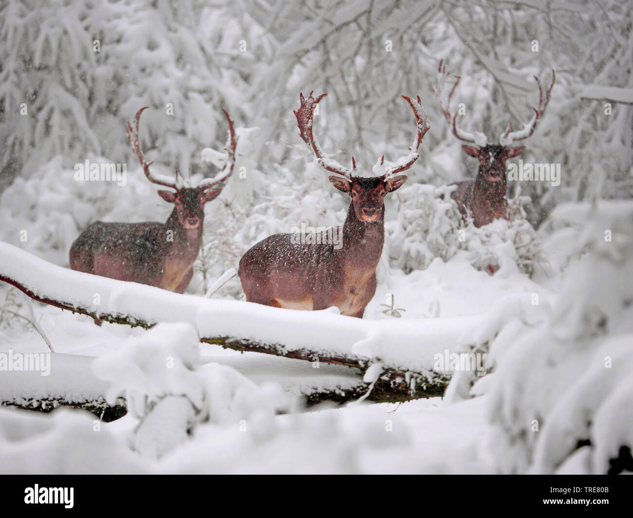 fallow deer (Dama dama, Cervus dama), fallow deer stags in a snowy winter forest, Denmark, Klampenborg Stock Photo