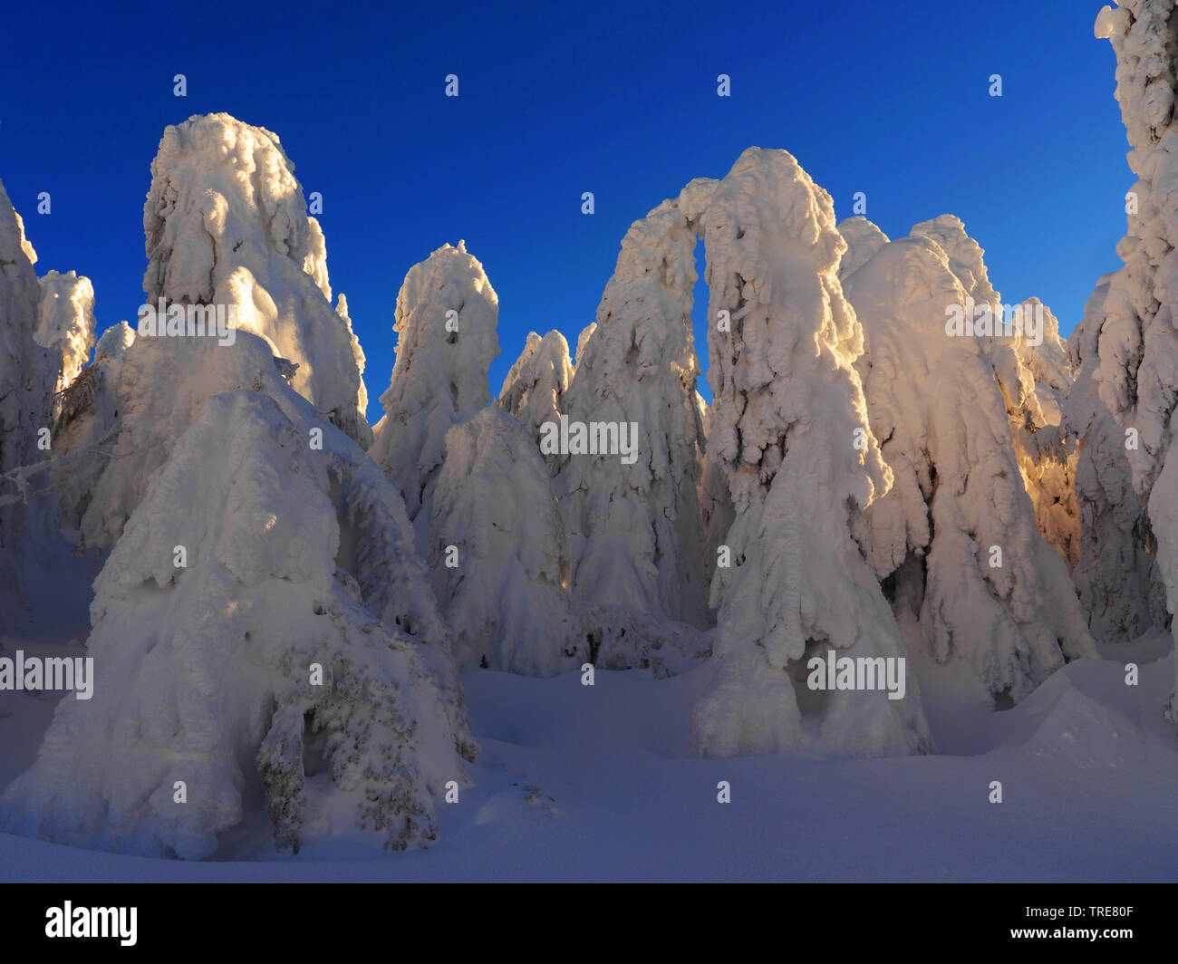 snow-covered trees in evening light, Germany, Saxony, Erz Mountains Stock Photo
