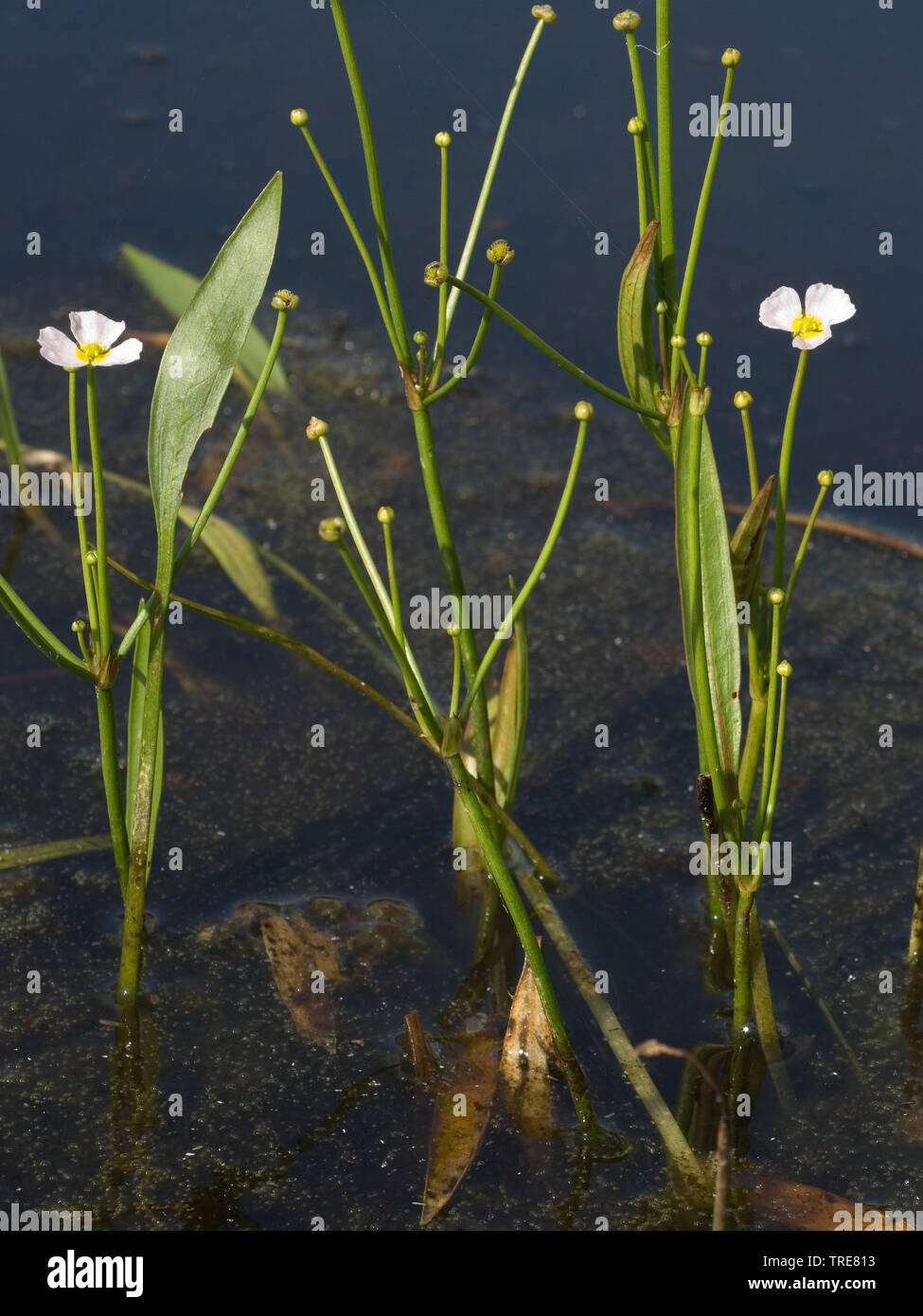 lesser water-plantain (Baldellia ranunculoides, Echinodorus ranunculoides), flower, Netherlands Stock Photo
