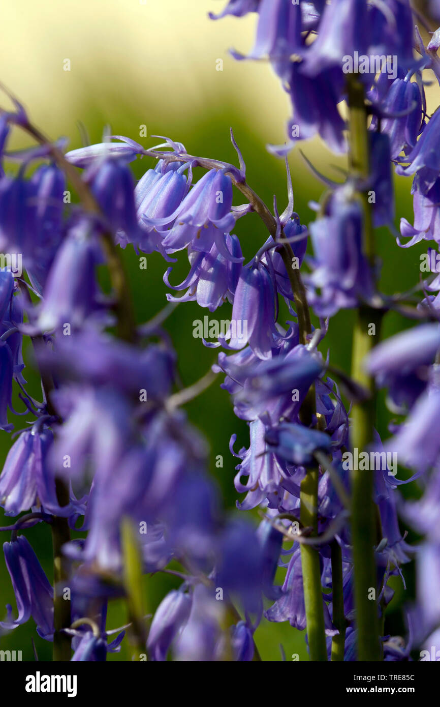 Atlantic bluebell (Hyacinthoides non-scripta, Endymion non-scriptus, Scilla non-scripta), blooming, Netherlands, Frisia Stock Photo