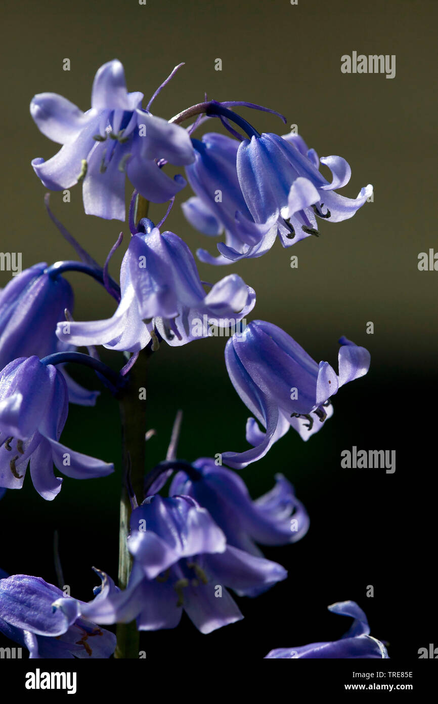 Atlantic bluebell (Hyacinthoides non-scripta, Endymion non-scriptus, Scilla non-scripta), blooming, Netherlands, Frisia Stock Photo