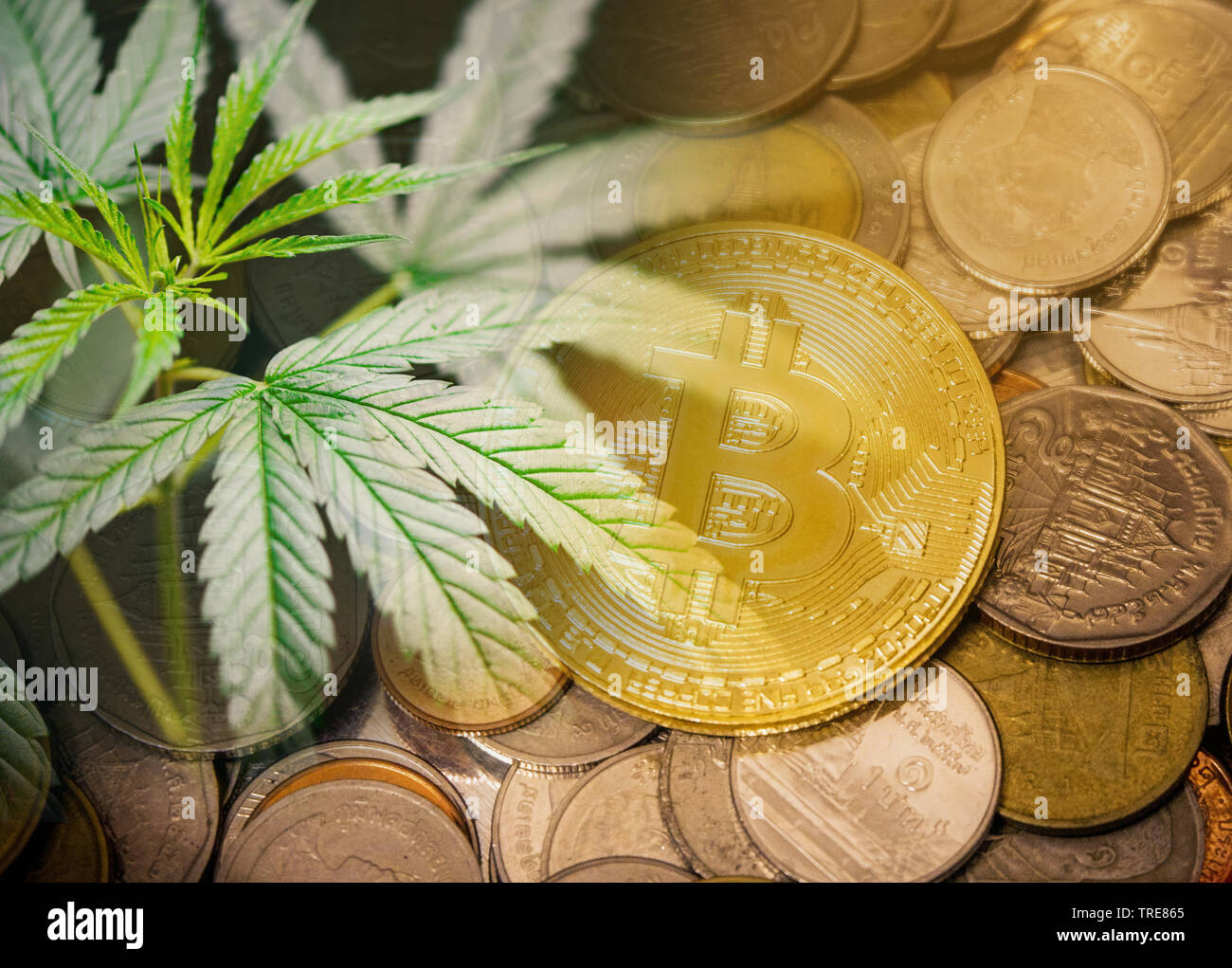 Cannabis Medical Marijuana Buds with Bitcoin Cryptocurrency Coins Stock  Photo - Alamy