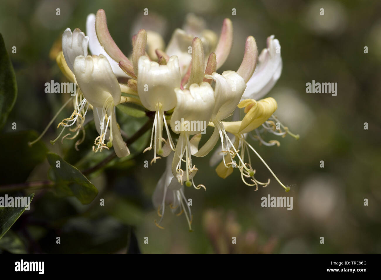 Woodbine honeysuckle, English wild honeysuckle (Lonicera periclymenum