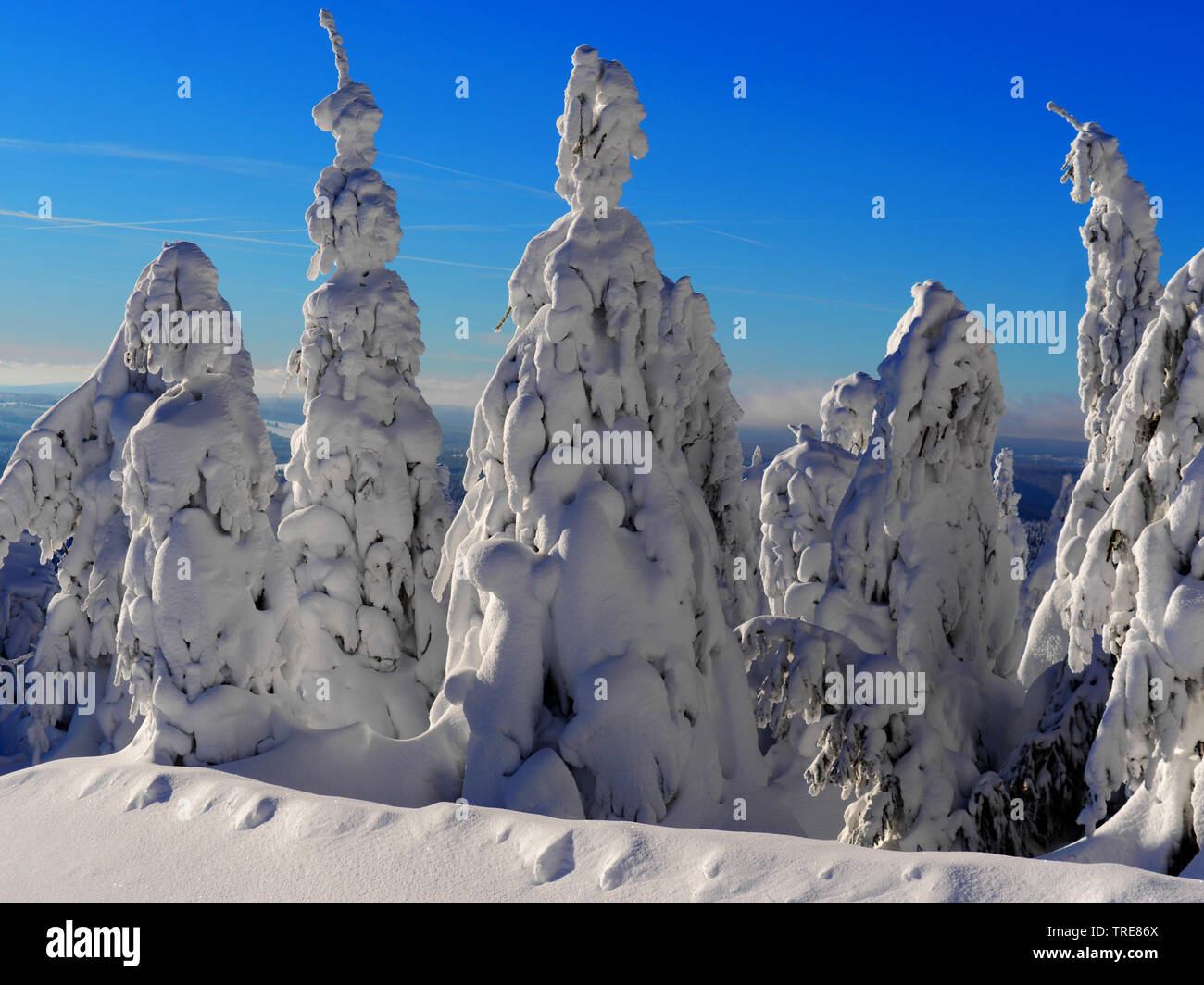 snow-covered trees in the Erz Mountains, Germany, Saxony, Erz Mountains, Fichtelberg Stock Photo