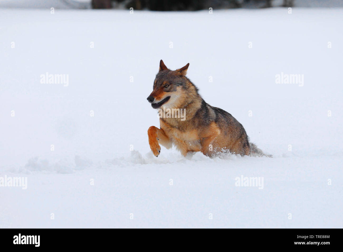 European gray wolf (Canis lupus lupus), jumps through deep snow, Czech Republic, Sumava National Park Stock Photo