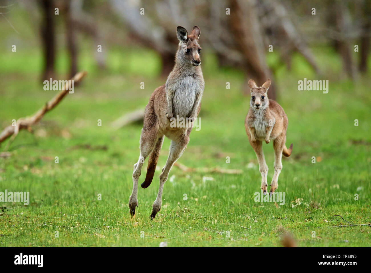 Kangaroo jumping hires stock photography and images Alamy