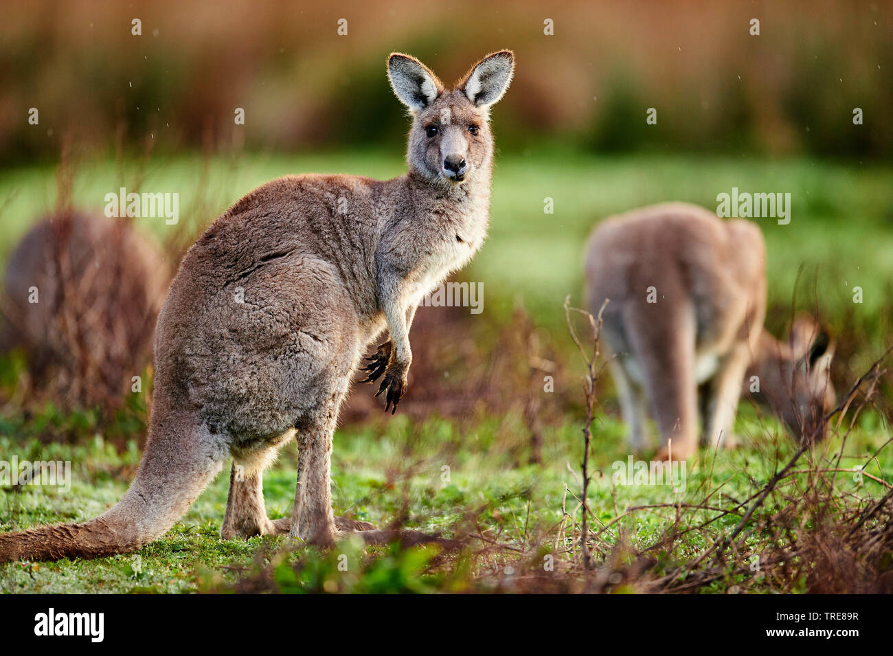 eastern gray kangaroo (Macropus giganteus), watchful female, Australia, Victoria, Great Otway National Park Stock Photo