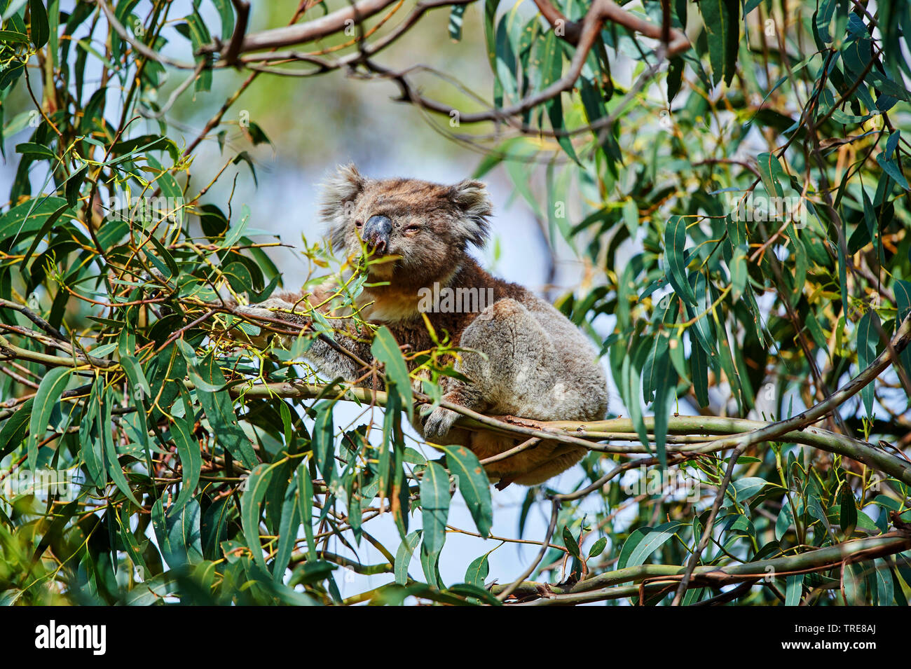 Australian gum tree leaves hires stock photography and images Alamy