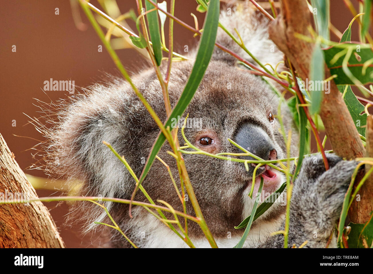 koala, koala bear (Phascolarctos cinereus), portrait, feeding, Australia Stock Photo