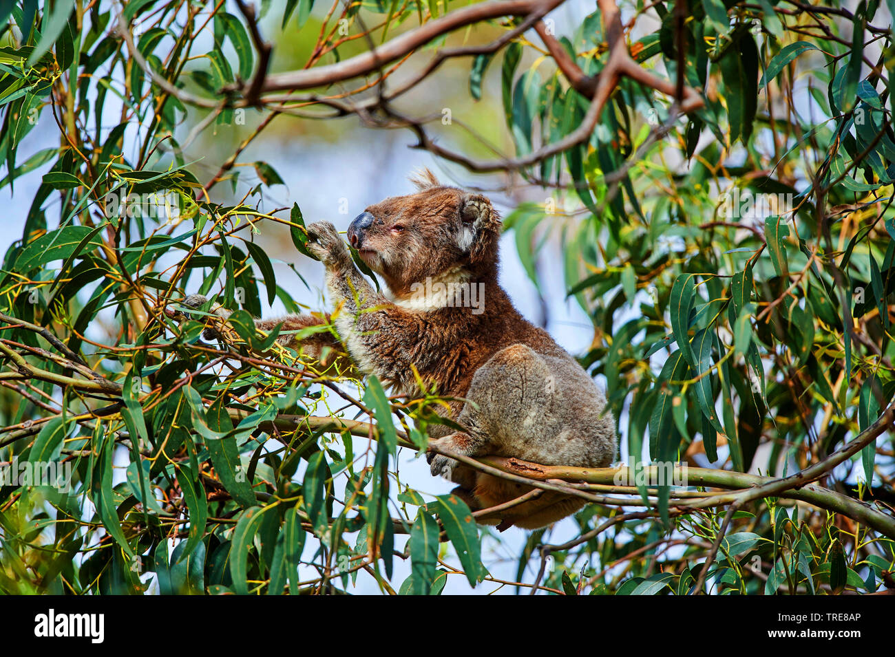 Australian gum tree leaves hi-res stock photography and images - Alamy