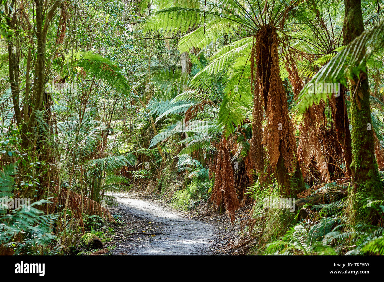 Dandenong ranges hi-res stock photography and images - Alamy