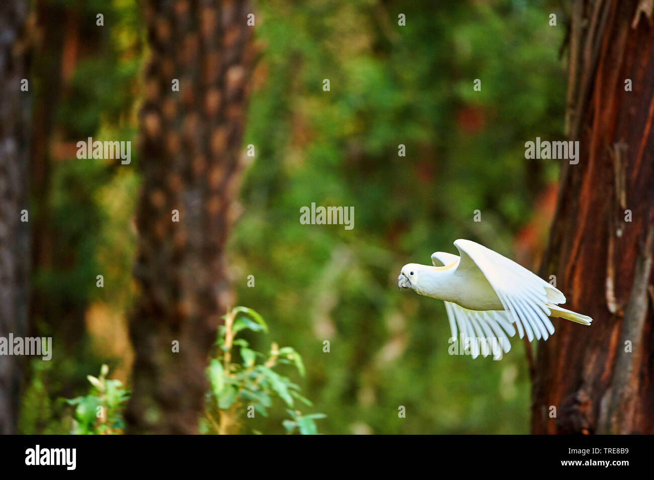 sulphur-crested cockatoo (Cacatua galerita), in flight, Australia, Victoria, Dandenong Ranges National Park Stock Photo