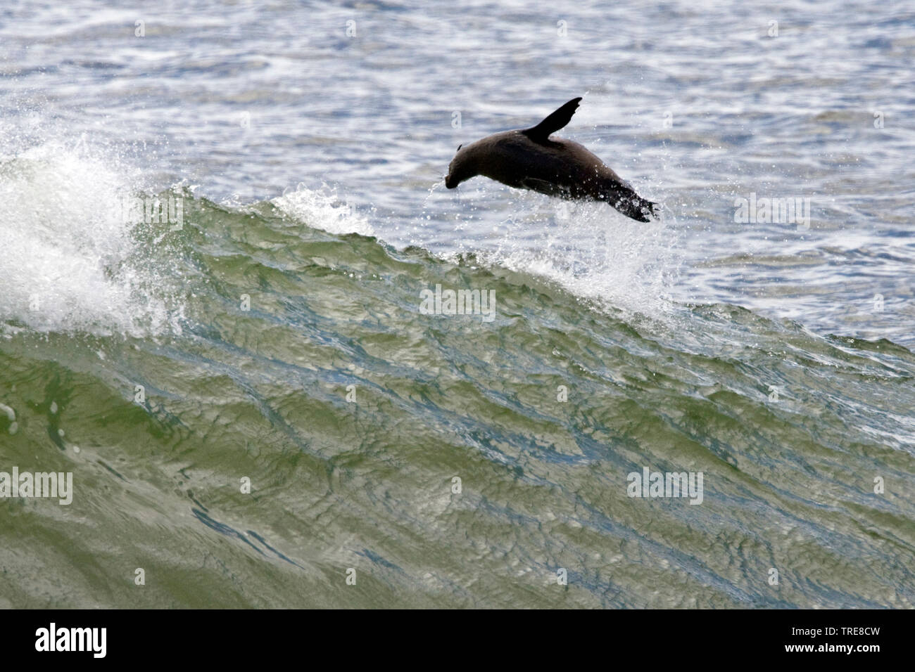 Seal jumping out water hires stock photography and images Alamy