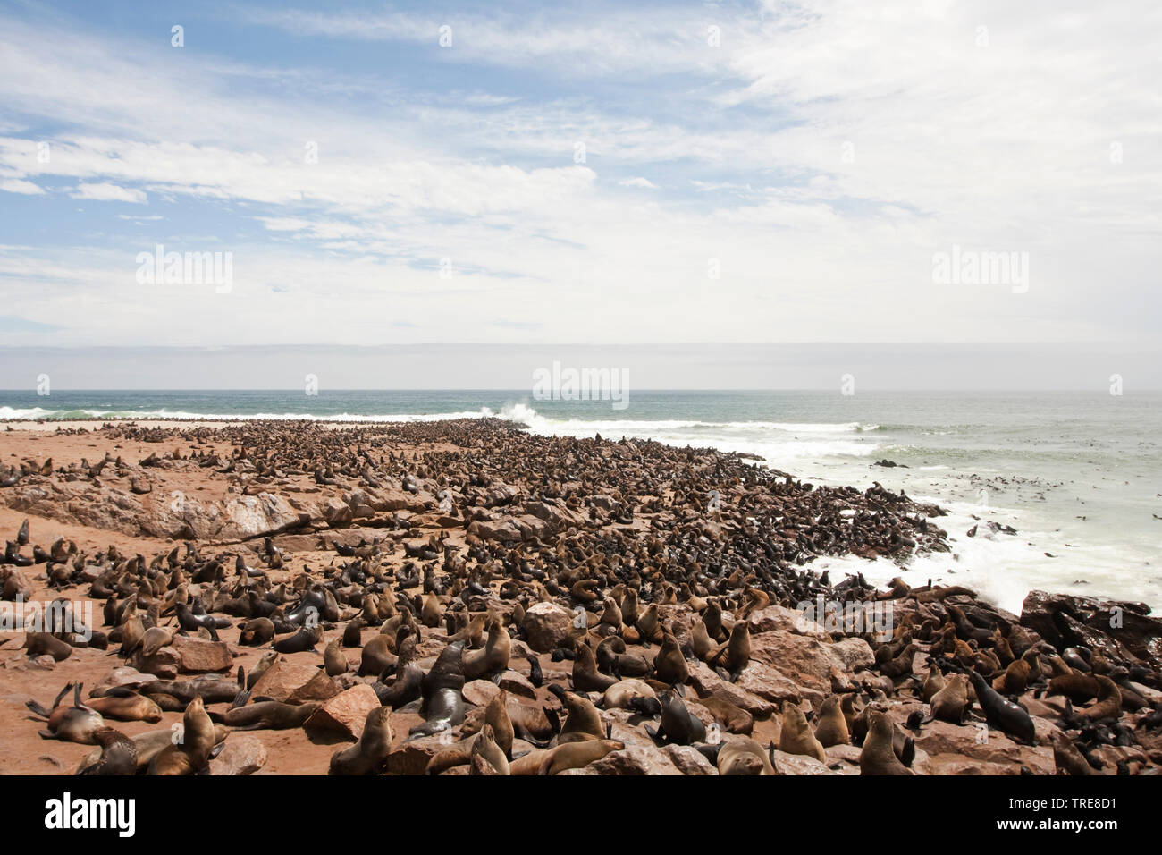 South African fur seal, Cape fur seal (Arctocephalus pusillus pusillus, Arctocephalus pusillus), colony of seals at Cape Cross, Namibia Stock Photo