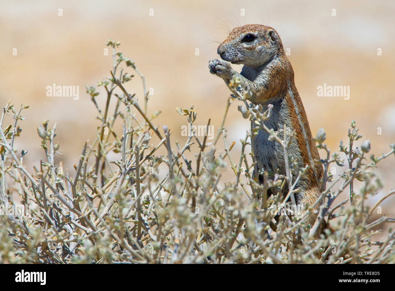 South African ground squirrel, Cape ground squirrel (Geosciurus inauris ...