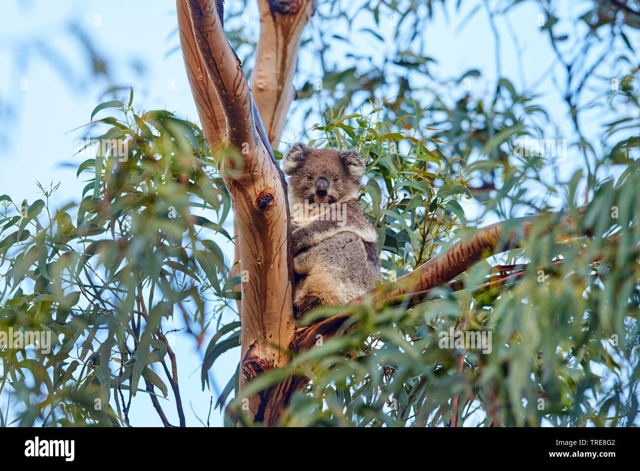Koala sitting in tree hi-res stock photography and images - Alamy