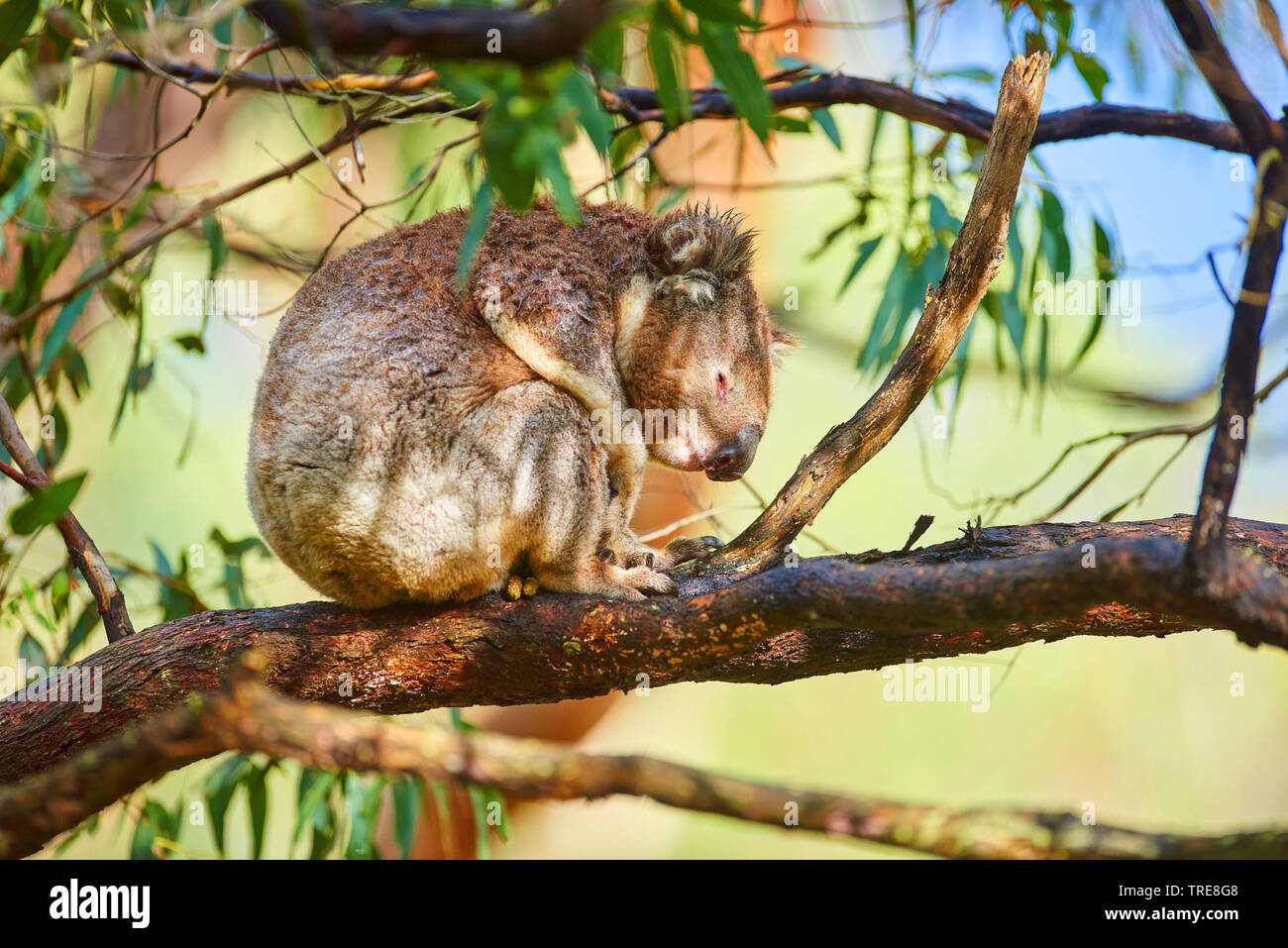 koala, koala bear (Phascolarctos cinereus), resting in an eucalyptus tree, side view, Australia, Victoria, Great Otway National Park Stock Photo